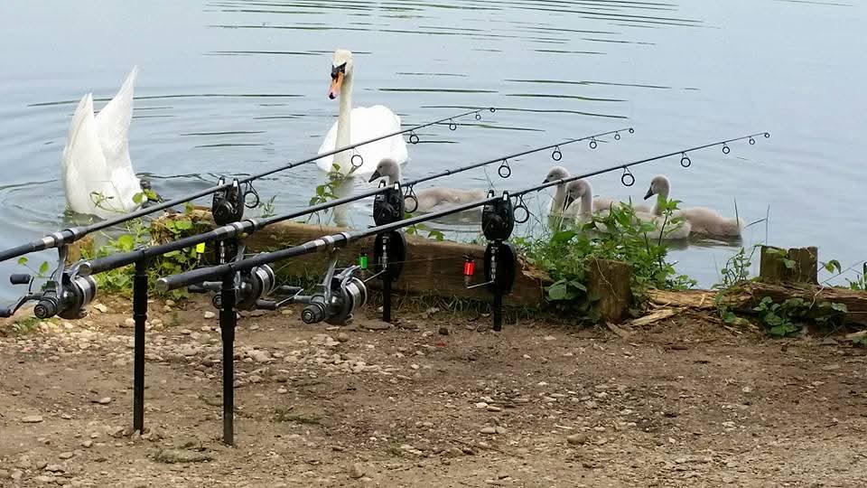 Three carp rods on the bank at Oxlease Lake Linear Fisheries with a swan and cygnets swimming past