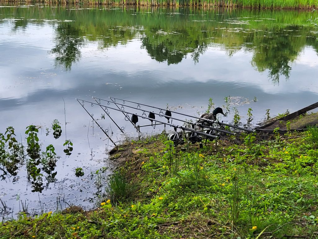 Carp rods positioned on Newlands Angling Club Specimen Lake in Oxfordshire