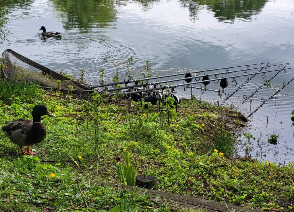 Three carp rods set up on the grassy bank at Aspen Lake Fishery, Ashton Keynes, Wiltshire with a mallard duck alongside
