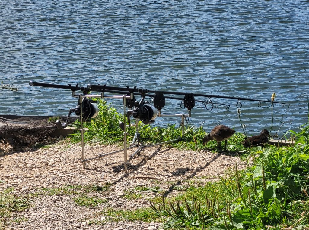 Three carp rods set up on a rod pod at Whelford Pools Top Lake, Fairford, Gloucestershire with ducks on the sunny gravel bank