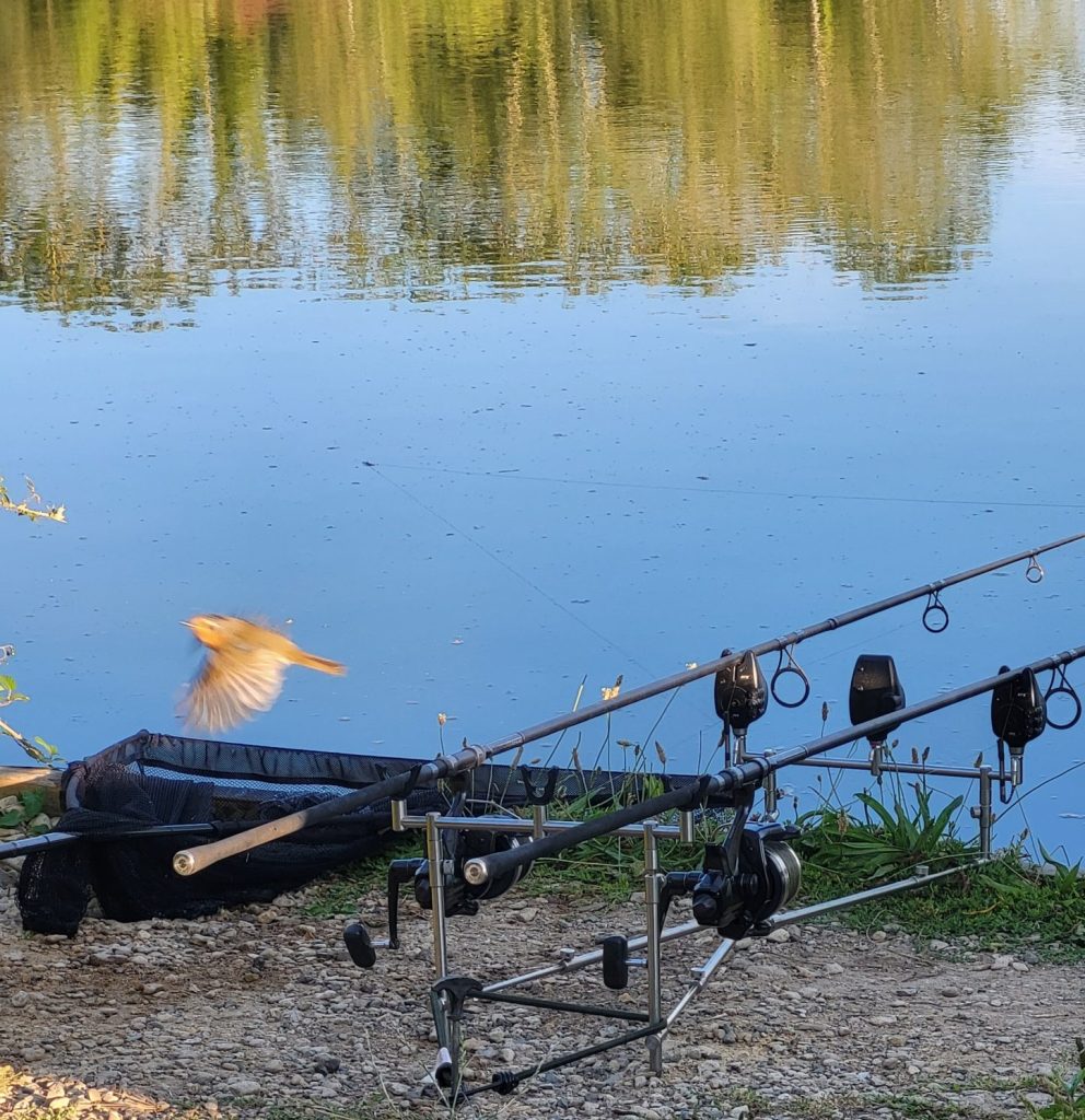Two carp rods on a rod pod at Catch 22 Main Lake Norfolk with a robin in flight at golden hour